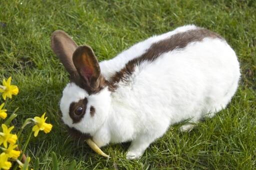 Rhinelander kanin på græsplænen