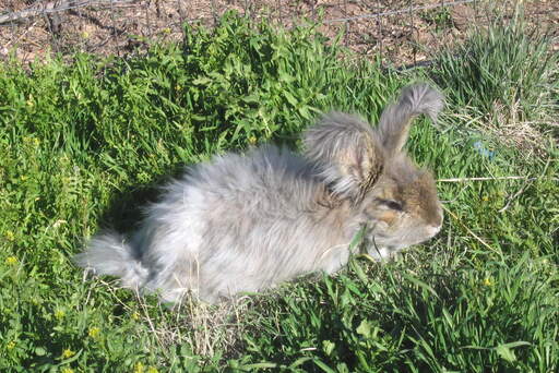 An anGora ra kanin leger på græsset