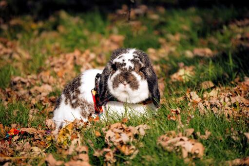En dejlig lille mini lop kanin sidder i græsset