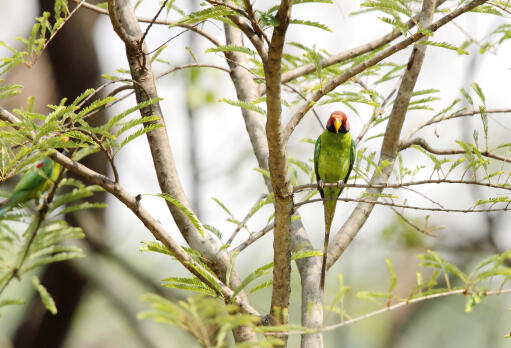 En plum headed parakeet's smukke, lange halefjer