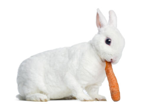 En dejlig lille mini rex kanin, der spiser en gulerod