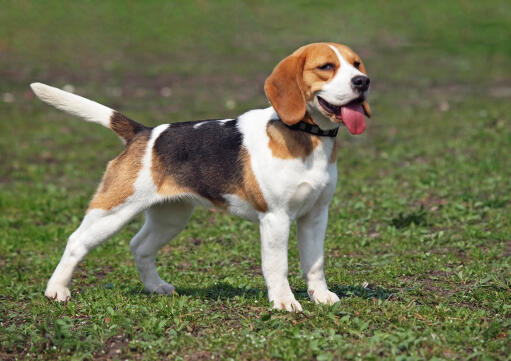 Beagle hund Breeds
