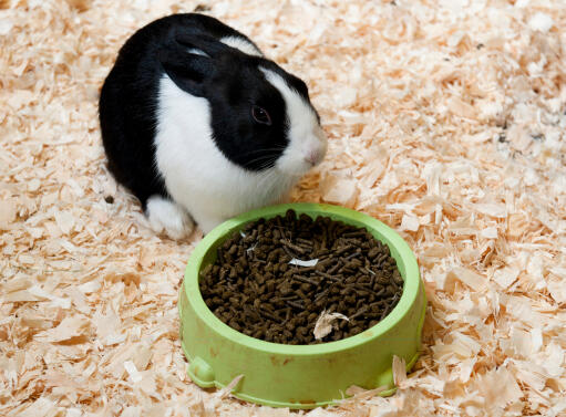 En smuk hvid og sort hollandsk kanin, der nyder sin mad