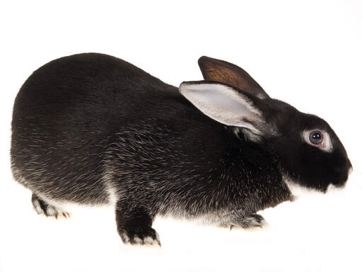 En smuk sølvræv kanin med smuk mørk pels