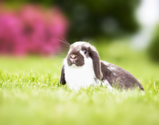 En mini lop kanin med en vidunderlig blød hvid og grå pels
