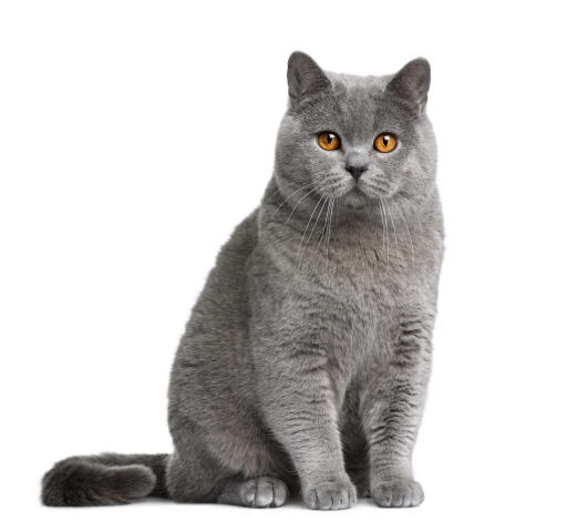 Britisk korthår - kat | Cat Breeds