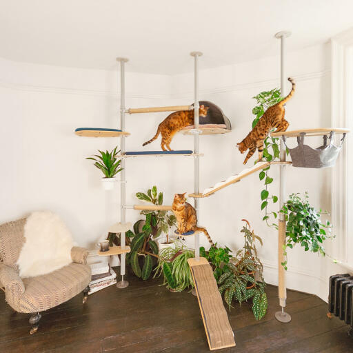 Freestyle kattetræ Plantepotte - 16cm (ekskl. plante) | Omlet
