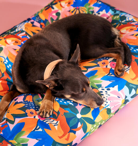 Hunden hviler på en rengøringsvenlig hynde-hundeseng med adventureland-print