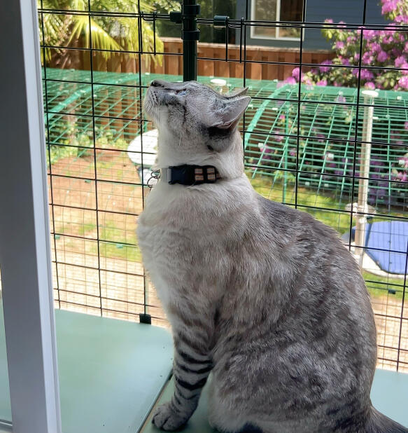 Kat på en vindueskant, der nyder friheden i Omlet catio tunnel