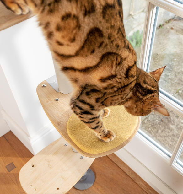 En kat, der træder op på den gule pude Freestyle step