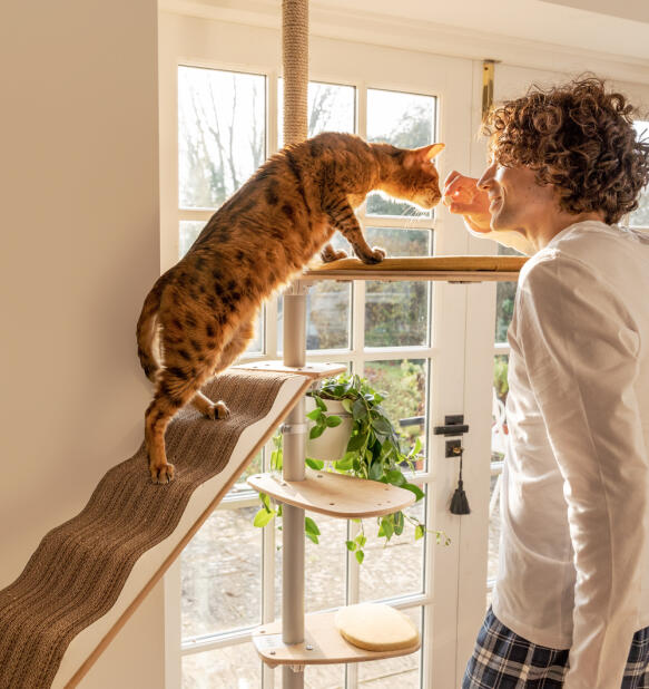 En mand klapper sin kat på det indendørs Freestyle kattetræ.