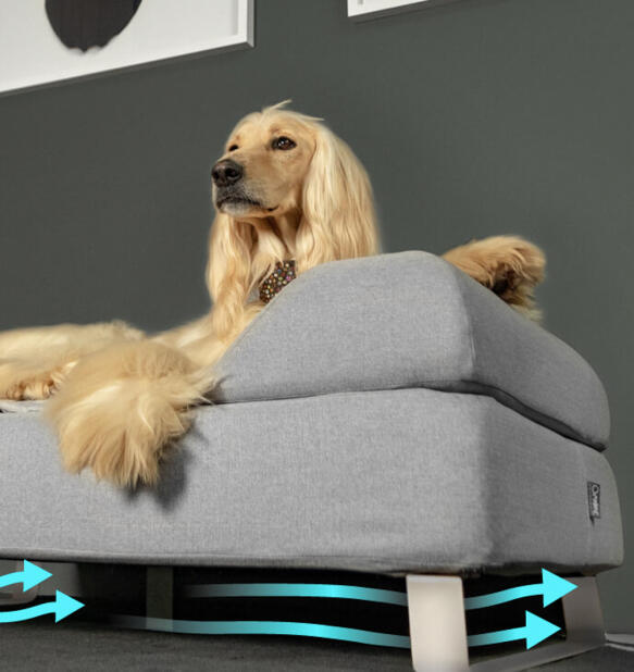 Afghan hound sad på en hævet Topology hundeseng med bolster og hvide skinnefødder.