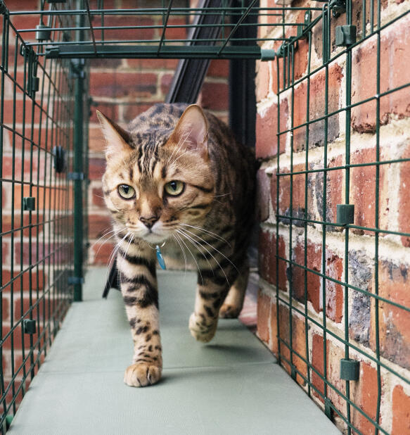 Katten går gennem trygge og sikre catiotunneler