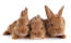 Tre vidunderlige små fauve de bourveGogne kaniner, der ligger sammen