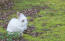 EnGora kanin med en utrolig hvid pels og fluffy ører