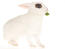 En dejlig hvid hotot kanin med utroligt blå øjne