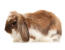 An anGora kaninens vidunderlige bløde ører