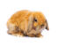 En fransk kanin med smuk rævefarvet pels
