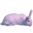 Hvid nz kanin