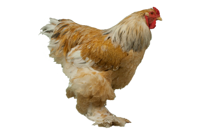 Kyllingeguide
