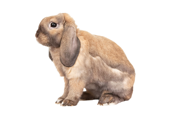 Guide til kaninracer