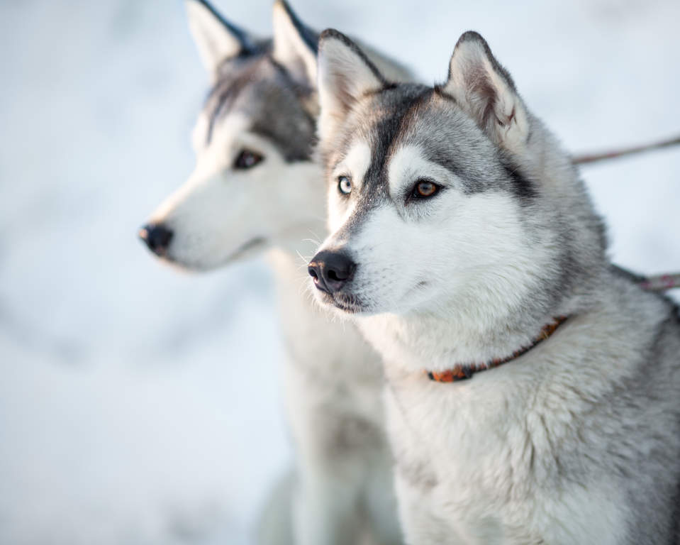 Siberian Husky hund | Dog