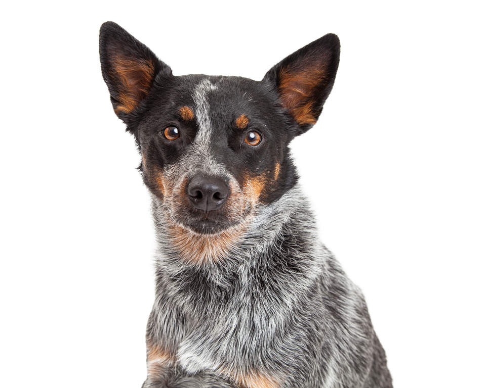 Burma indlysende Efternavn Australian Cattle Dog | Dogs | Information om racer | Omlet