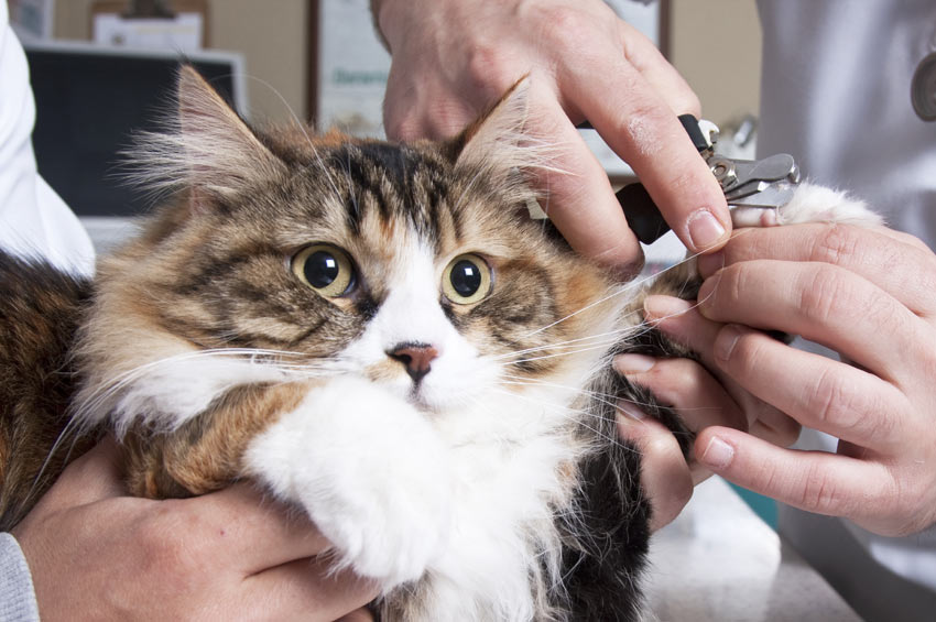 overse Tilbagekaldelse Drastisk Sådan klipper du din kats kløer | Pasning og pleje af katte | Katte