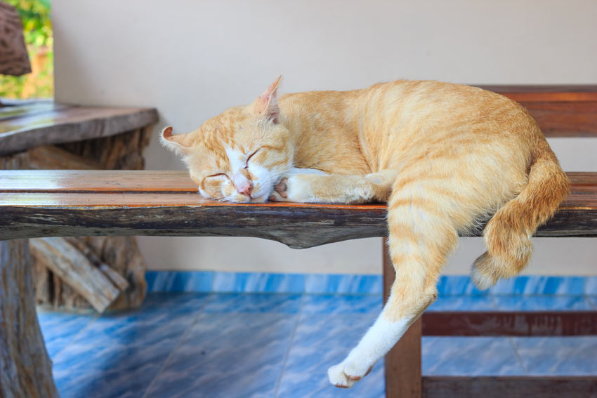 Pasning og af | Katte | Guides | Omlet