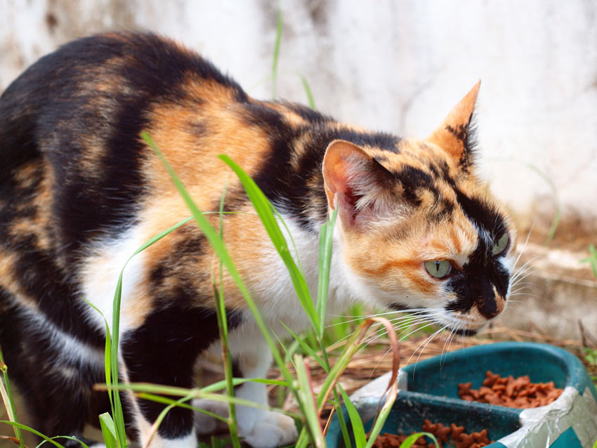 Kattefoder | Pasning pleje katte | Katte | Guides | Omlet DK