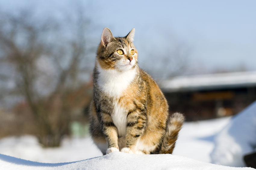 Drægtighed katte Sundhed og helbred | Katte | | DK
