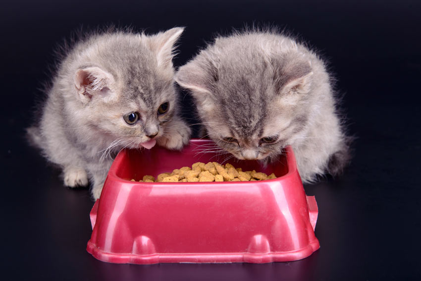Kattefoder | Pasning pleje katte | Katte | Guides | Omlet DK