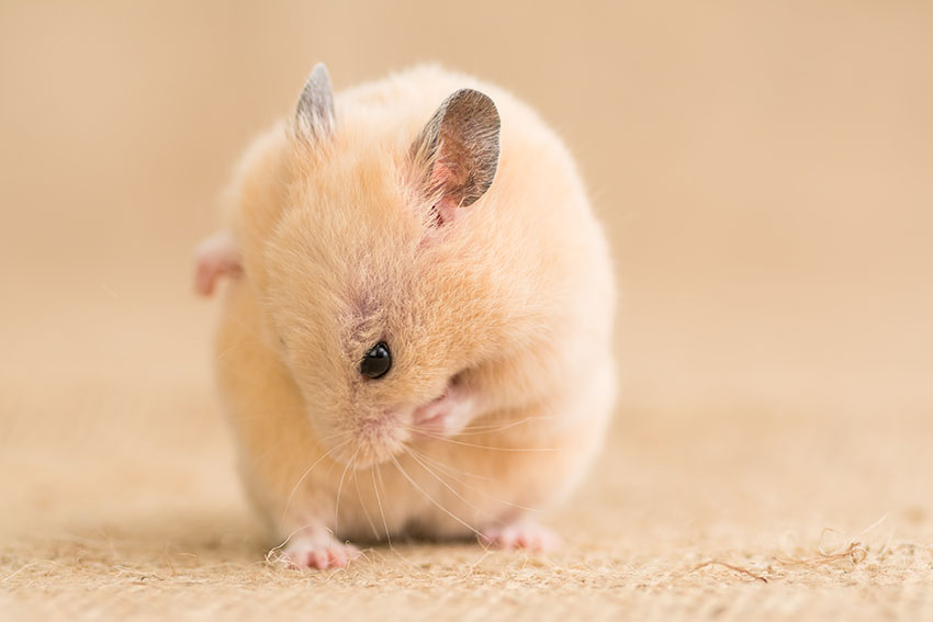 hamsterhygiejne