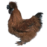 Silkie