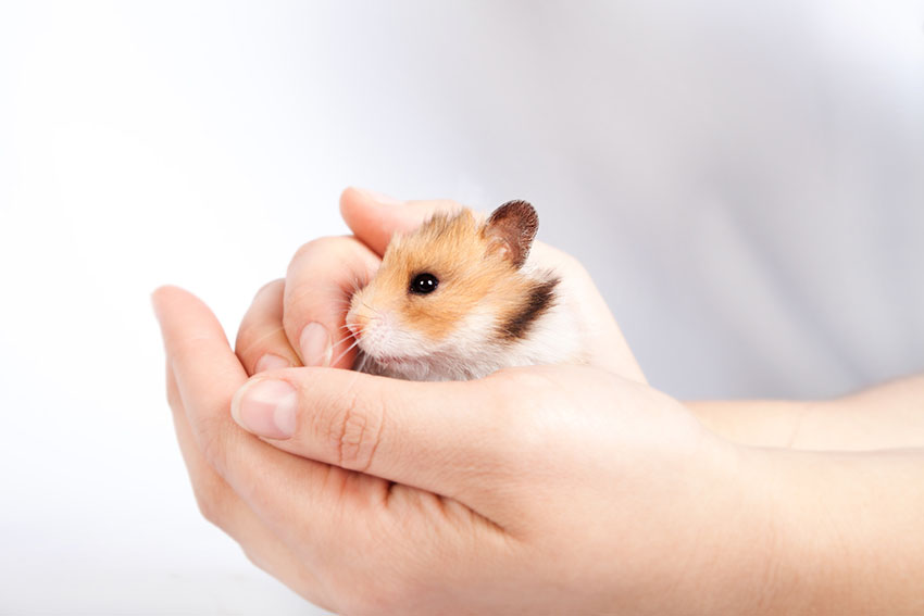 Brug begge hænder til at holde din hamster